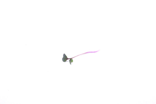Brotes de Repollo Morado 30g