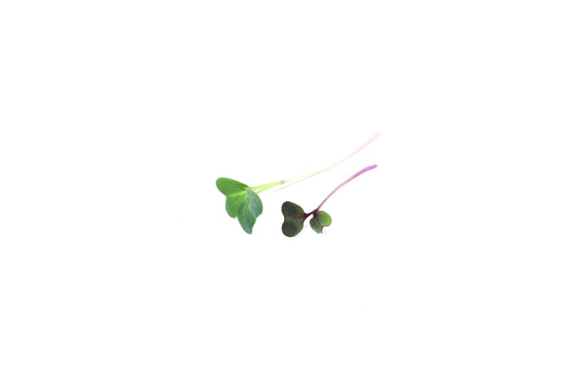 Mix Brotes Rabano y Repollo Morado 30g