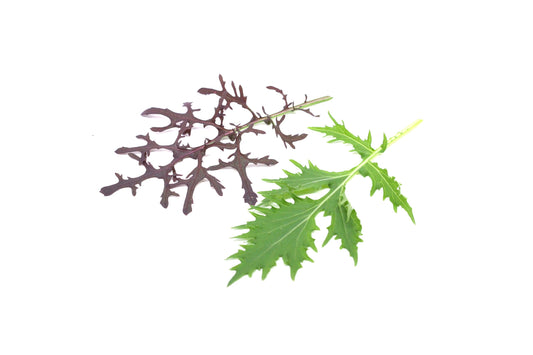 Mizuna Verde y Morada 100g