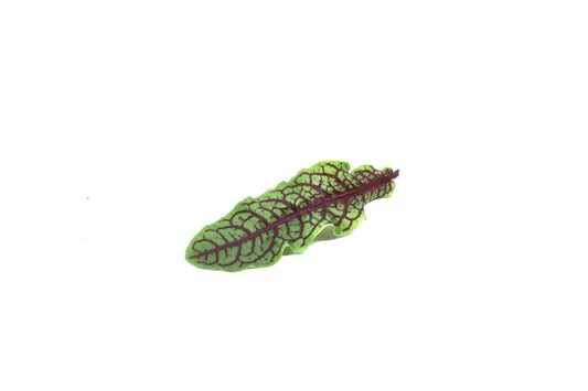 Sorrel 50g