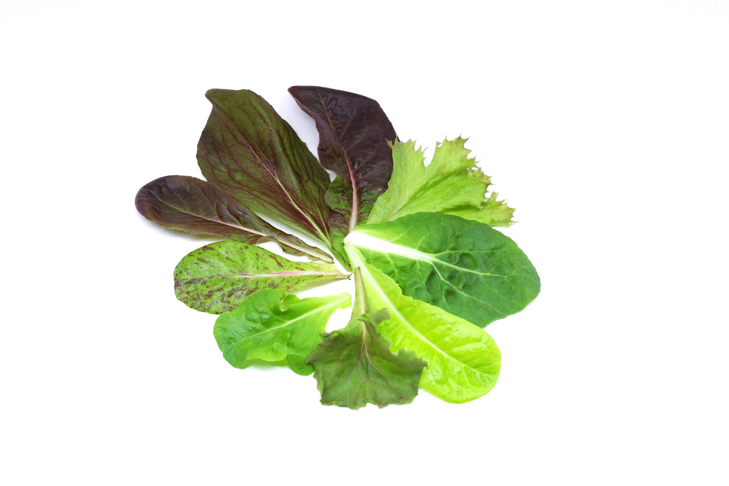 Lechuga Baby Mix 100g